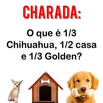 o que é 1/3 chihuahua