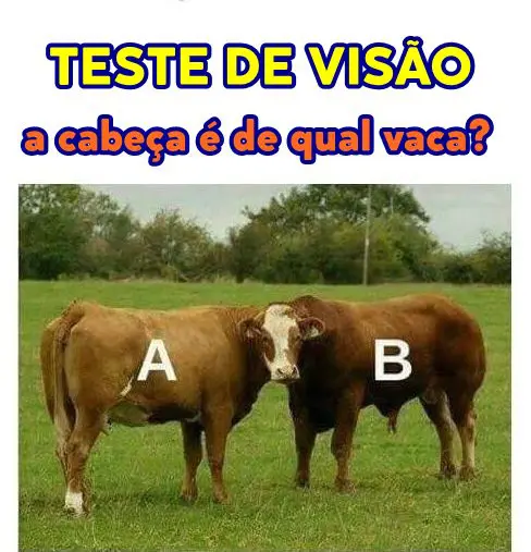 de qual vaca é a cabeça