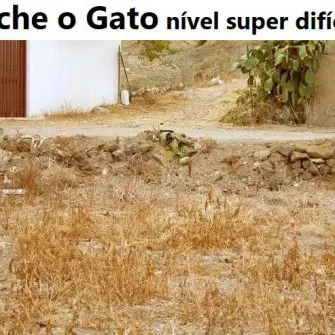 Ache o gato nível super difícil