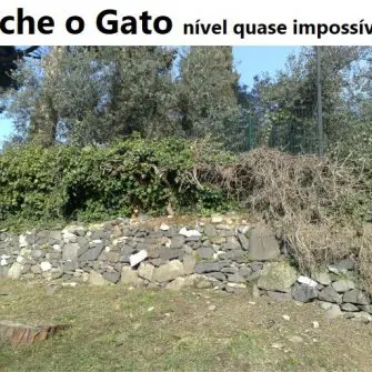 Ache o gato nível quase impossível