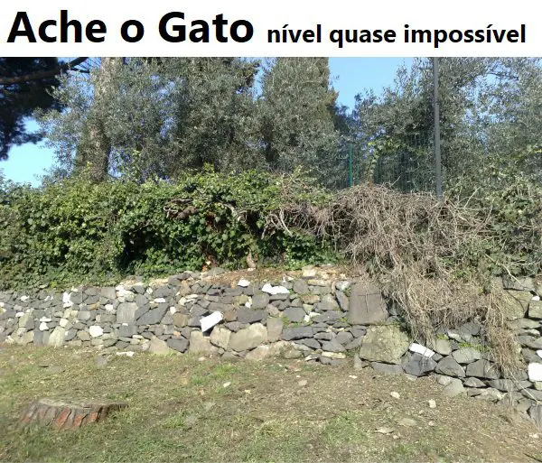 Ache o gato nível quase impossível