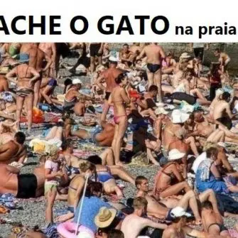 Ache o gato na praia