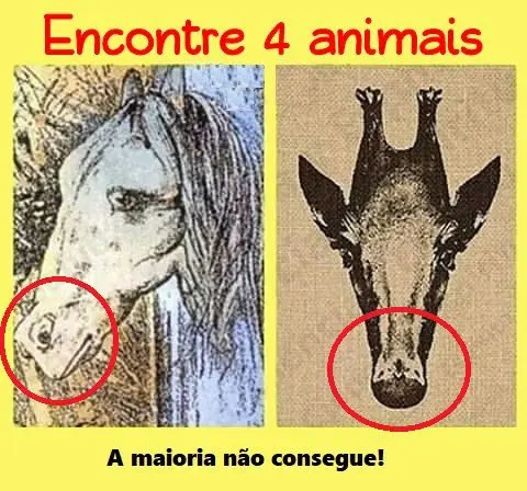 Resposta Encontre os 4 animais