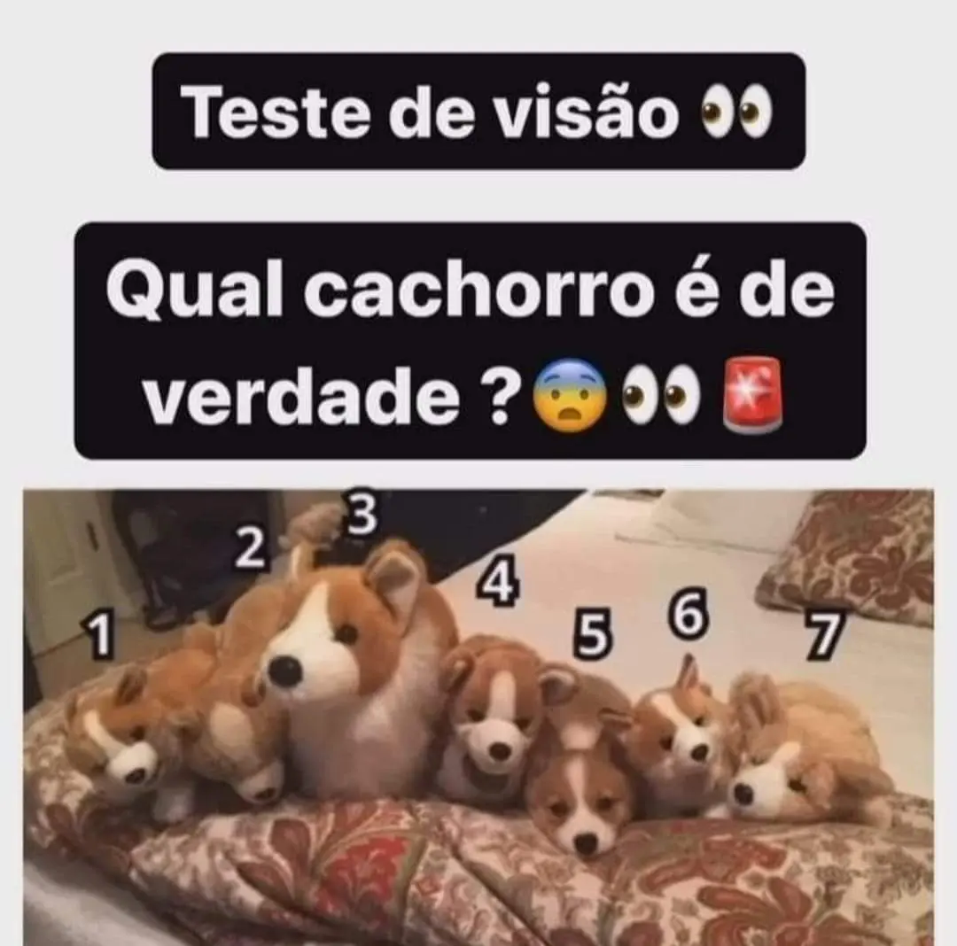 Teste de Visão: Qual Cachorro é de Verdade?