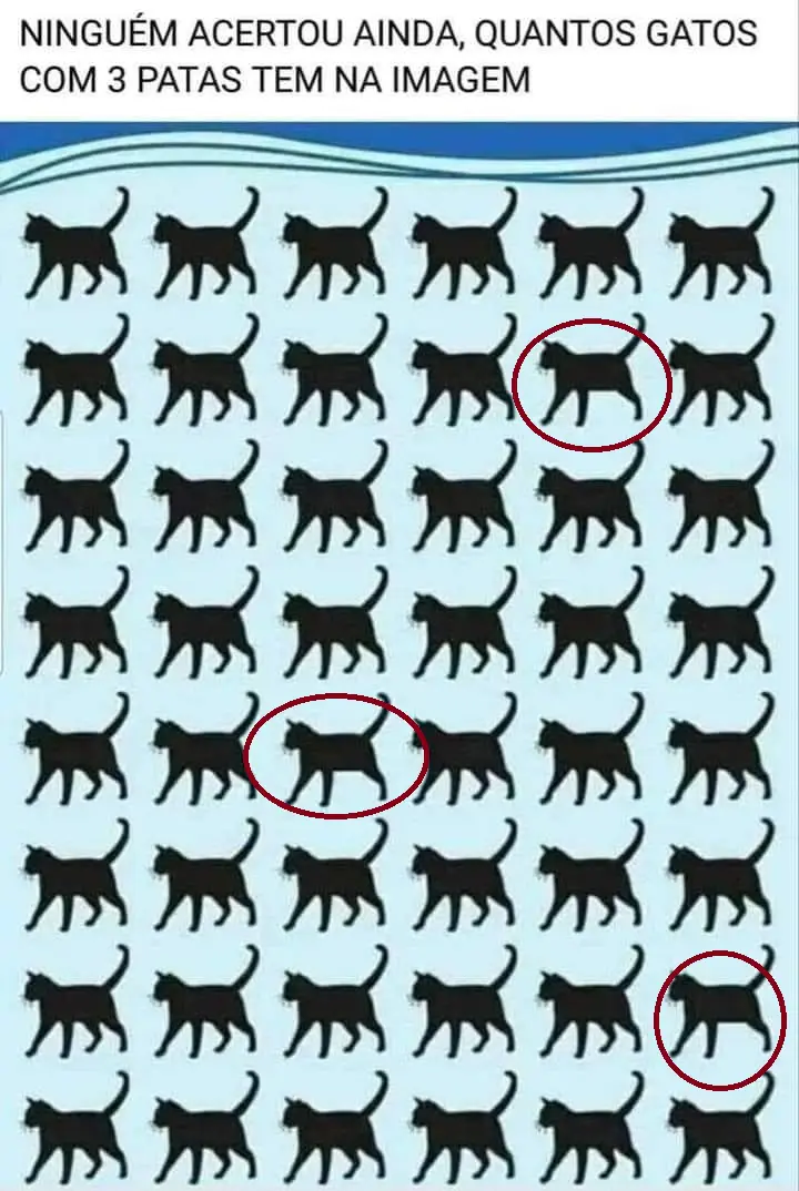 Resposta Quantos Gatos Com 3 Patas Tem na Imagem?