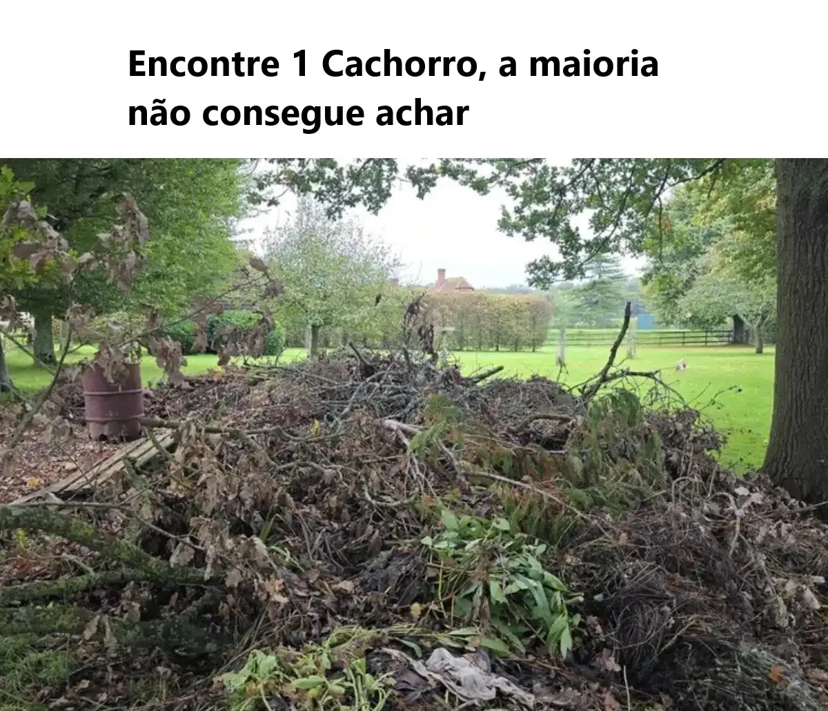 Encontre o Cachorro, a maioria não consegue