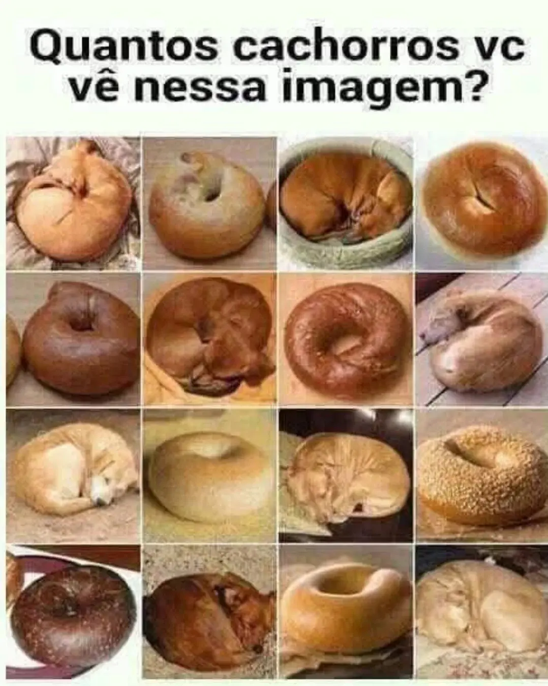 Quantos Cachorros Você Vê Nessa Imagem?