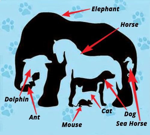 Resposta quantos animais são - Gênio Quiz